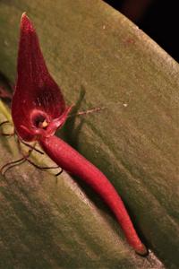 Pleurothallis ruberrima