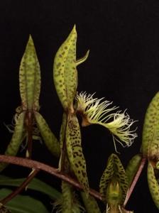 Catasetum barbatum