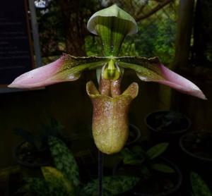 Paphiopedilum appletonianum