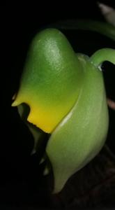 Catasetum macrocarpum