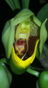 Catasetum macrocarpum