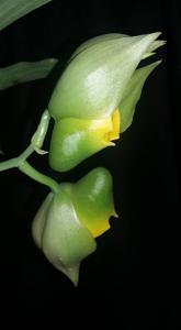 Catasetum macrocarpum