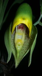 Catasetum macrocarpum