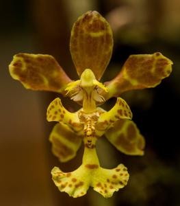 Psychopsiella limminghei
