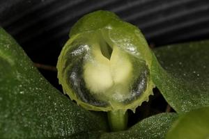 Corybas diemenicus