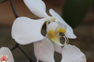 Phalaenopsis amabilis