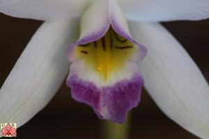 Laelia anceps subsp. dawsonii