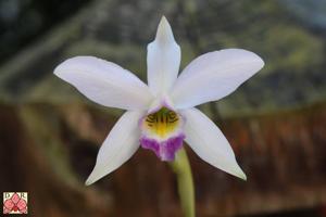 Laelia anceps subsp. dawsonii