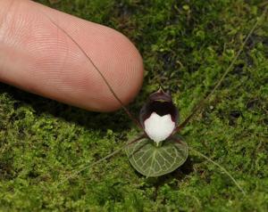 Corybas geminigibbus