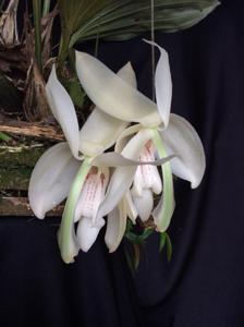 Stanhopea grandiflora