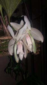 Stanhopea grandiflora