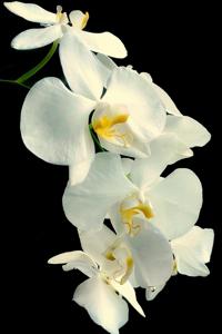 Phalaenopsis amabilis