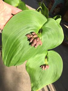 Pleurothallis teaguei