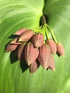 Pleurothallis teaguei