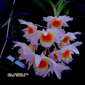 Dendrobium farmeri