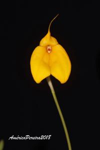 Masdevallia davisii