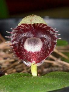 Corybas pruinosus