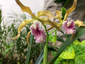 Cattleya grandis