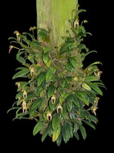 Bulbophyllum lasiochilum