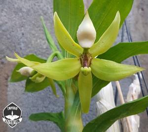 Cycnoches pentadactylon