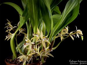 Coelogyne lentiginosa