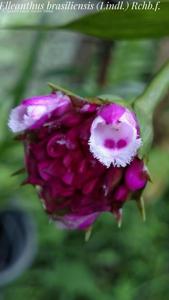 Elleanthus brasiliensis