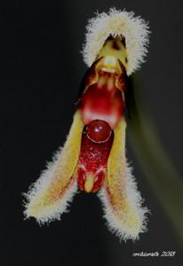 Stelis rodrigoi