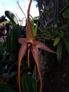 Bulbophyllum echinolabium
