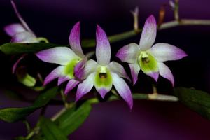 Dendrobium vietnamense