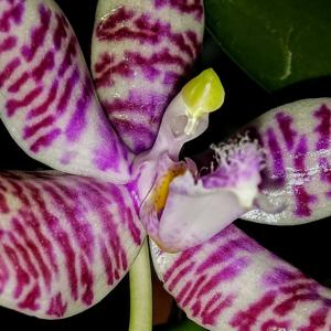 Phalaenopsis hieroglyphica