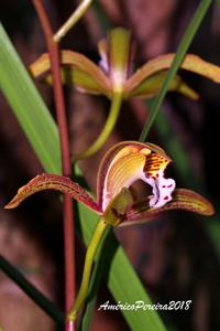 Cymbidium erythraeum