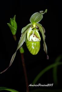 Phragmipedium pearcei