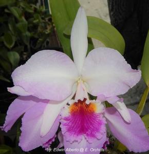 Cattleya labiata