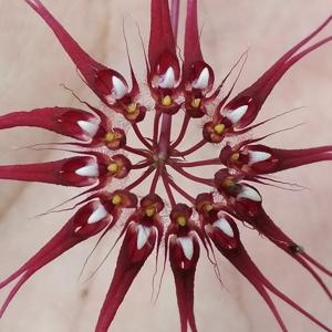 Bulbophyllum gracillimum