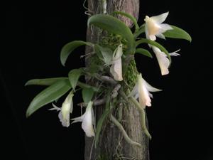 Dendrobium trinervium