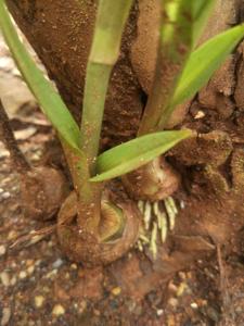 Eulophia graminea