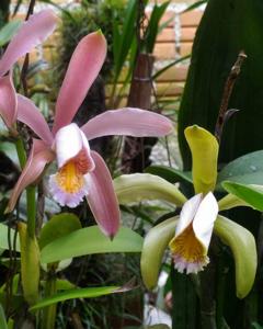 Cattleya forbesii