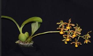 Rossioglossum insleayi