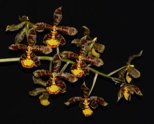 Rossioglossum insleayi