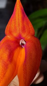 Masdevallia veitchiana