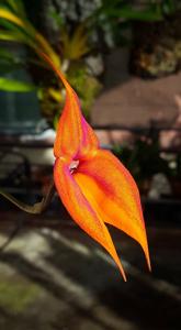 Masdevallia veitchiana