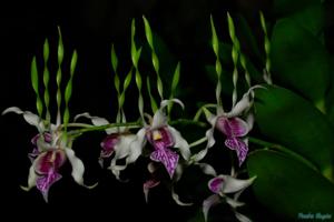 Dendrobium stratiotes