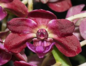 Rhynchostylis gigantea