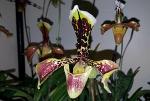 Paphiopedilum villosum var. boxallii