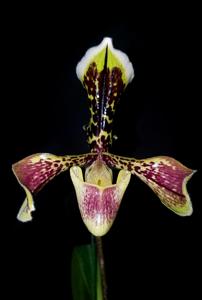 Paphiopedilum villosum var. boxallii