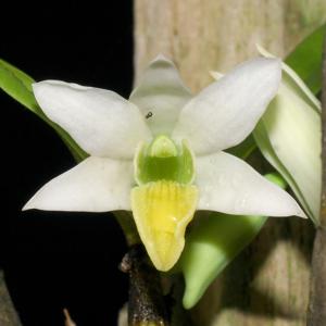 Dendrobium scabrilingue