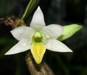 Dendrobium scabrilingue