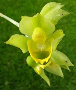 Catasetum macrocarpum
