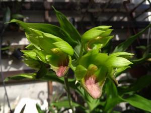 Catasetum socco