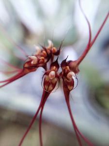 Bulbophyllum gracillimum